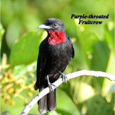 Purple-throated Fruitcrow